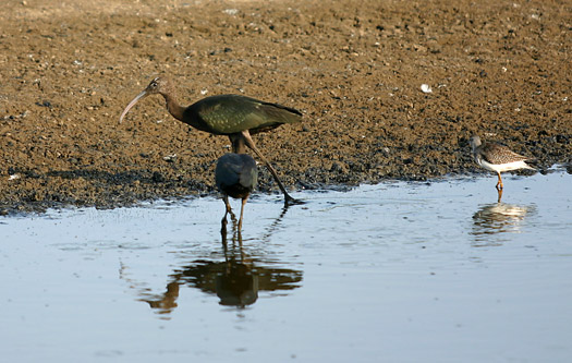 Assateague Island National SeashoreChincoteague