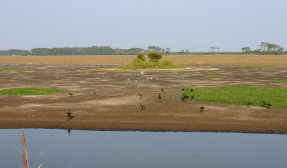 Assateague Island National SeashoreChincoteague