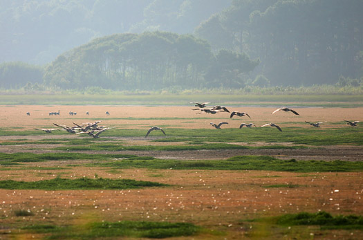 Assateague Island National SeashoreChincoteague