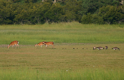 Assateague Island National SeashoreChincoteague