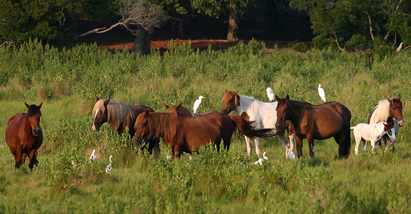 Assateague Island National SeashoreChincoteague