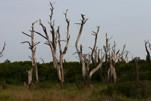 Assateague Island National Seashore