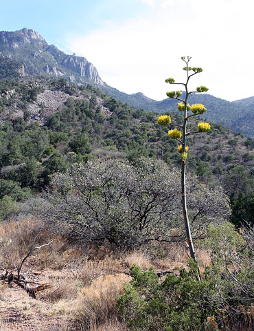 Big Bend National ParkBasin Loop