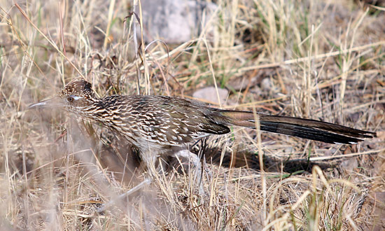 Big Bend National ParkRoadrunner