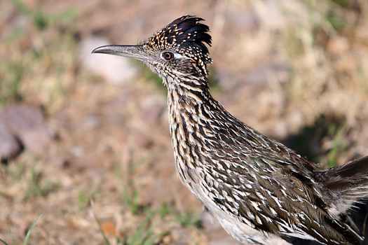 Big Bend National ParkRoadrunner