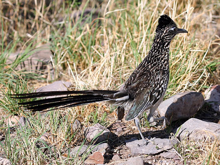 Big Bend National ParkRoadrunner