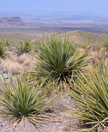 Big Bend National ParkSotol Vista Overlook