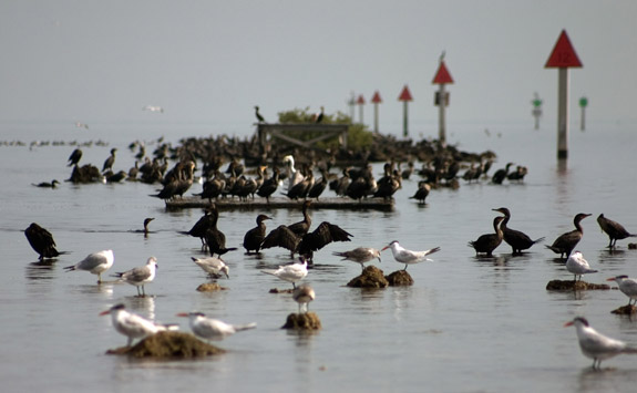 Biscayne National Park
 Birds