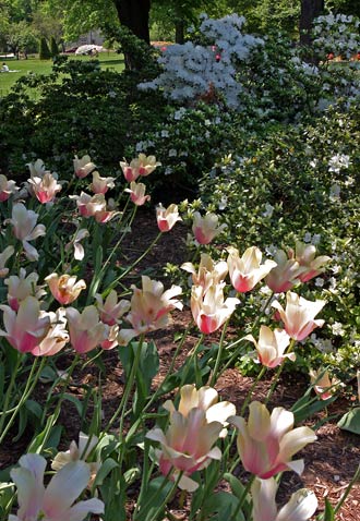 Baltimore Sherwood Gardens