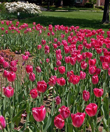 Baltimore Sherwood Gardens