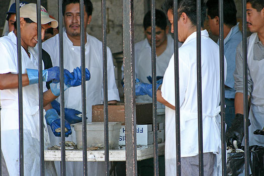 New York&nbsp;Oyster Festival