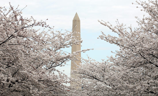 Washington DC Cherry Blossom