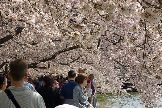 Washington DC Cherry Blossom