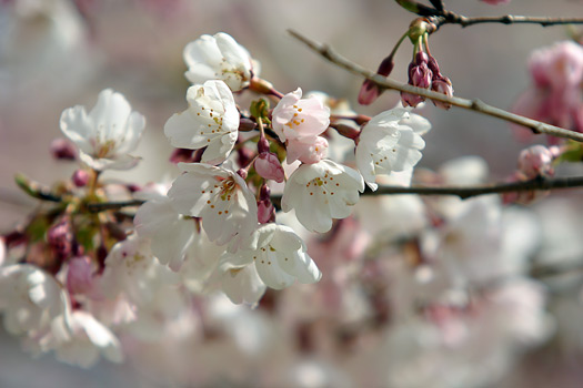 Washington DC Cherry Blossom