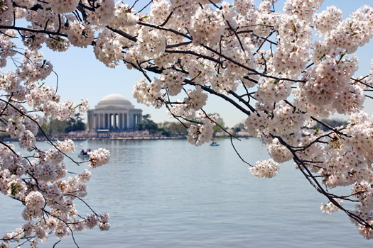 Washington DC Cherry Blossom