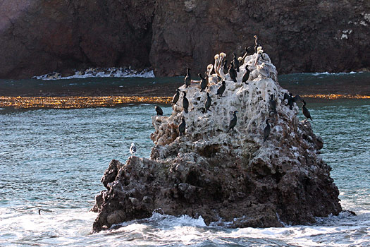 Channel Islands National Park 
Pelicans