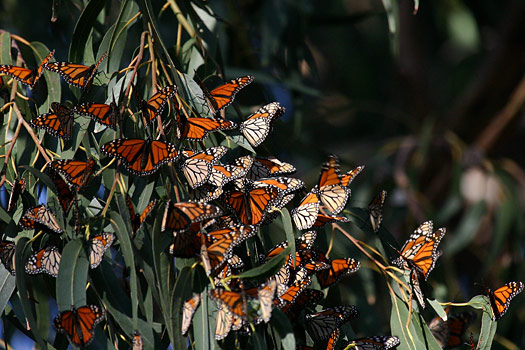 Channel Islands National Park 
Butterflies
