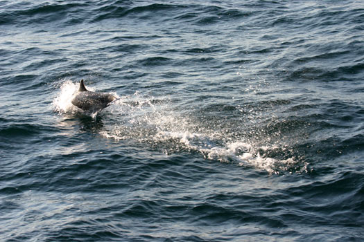 Channel Islands National Park 
Dolphin