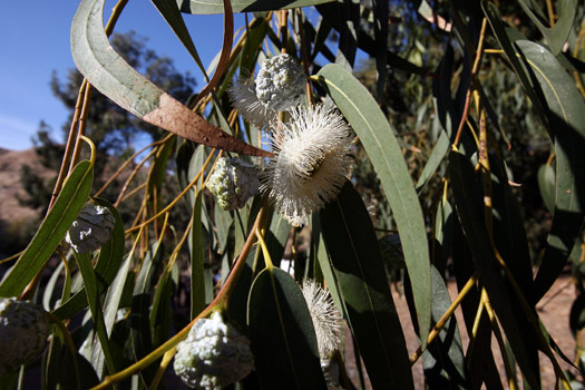 Channel Islands National Park 
Eucalyptus