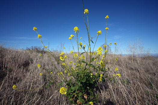 Channel Islands National Park 
Wild Flower