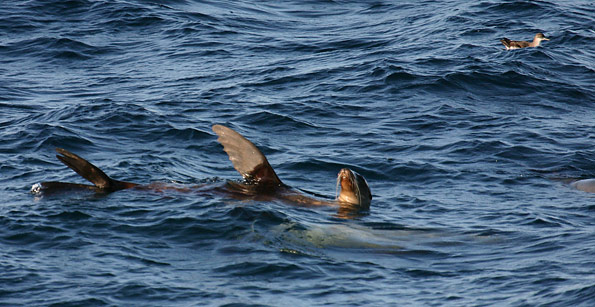 Channel Islands National Park 
Seals