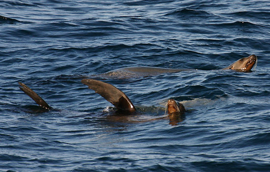 Channel Islands National Park 
Seals