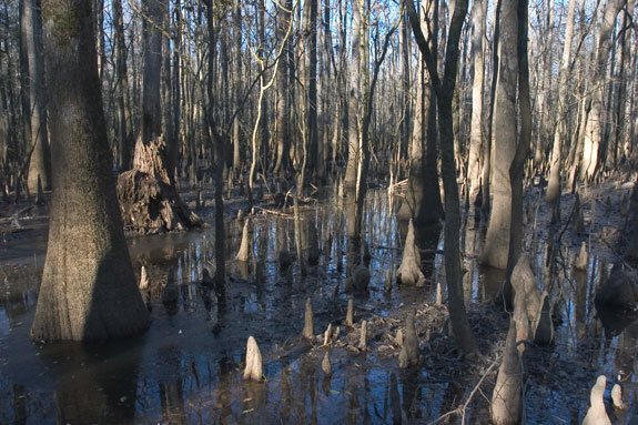 Congaree Swamp National Park
 Cypress Knees