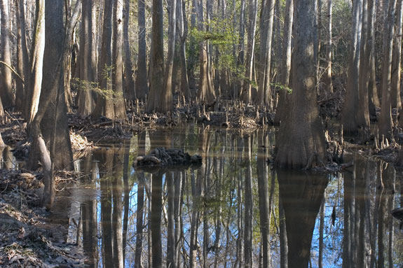 Congaree Swamp National Park
 Floodplain Forest