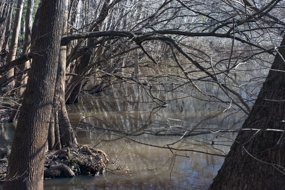 Congaree Swamp National Park
 Weston Lake