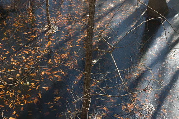 Congaree Swamp National Park