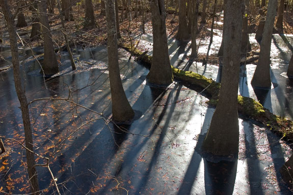 Congaree Swamp National Park