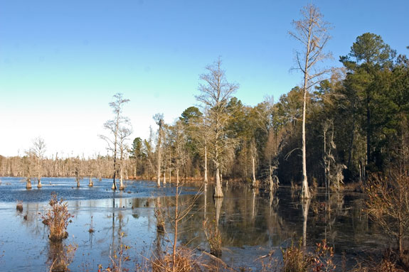 Congaree Swamp National Park