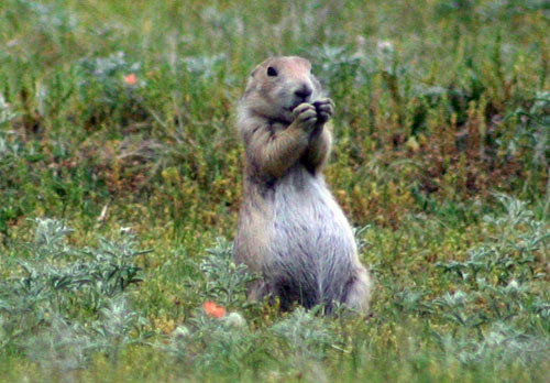 Prairie Dog