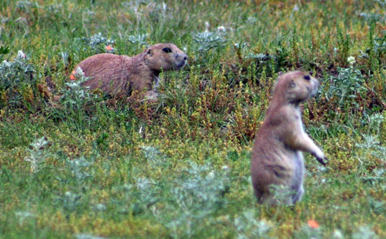 Prairie Dog