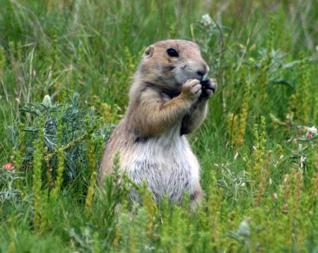 Prairie Dog