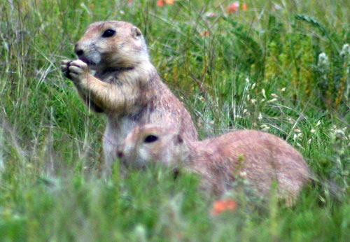 Prairie Dog