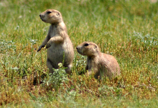 Prairie Dog