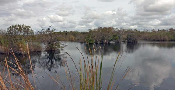 Everglades National Park
 Anhinga Trail