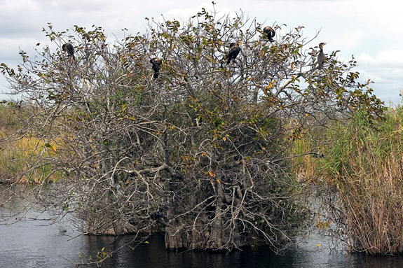 Everglades National Park
 Cormorants resting on a tree