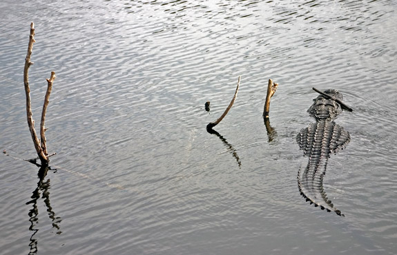 Everglades National Park
 Alligator