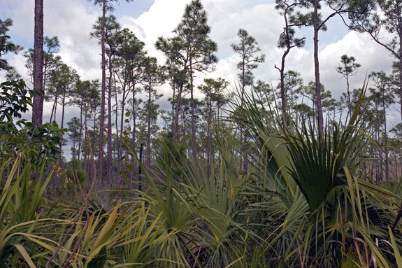 Everglades National Park
 Long Pine Key