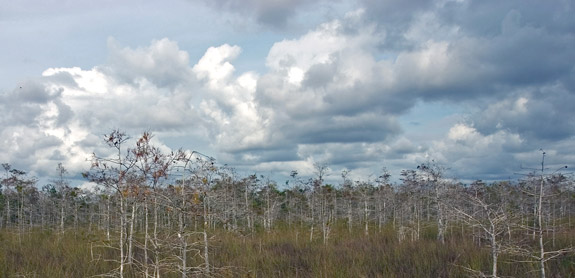 Everglades National Park
 Mahogany Hammock
