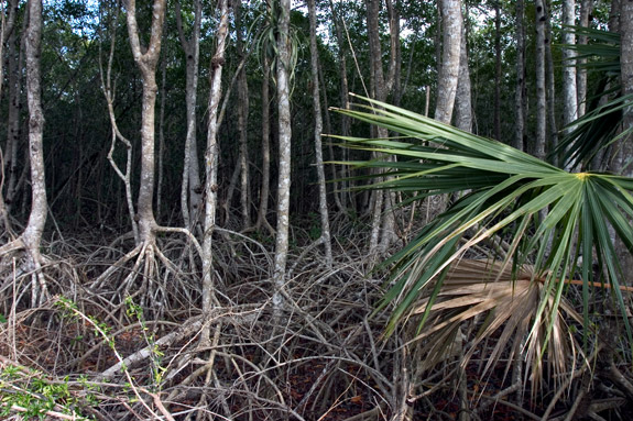 Everglades National Park
 Mangrove Forest