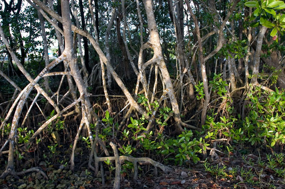 Everglades National Park
 Mangrove Forest