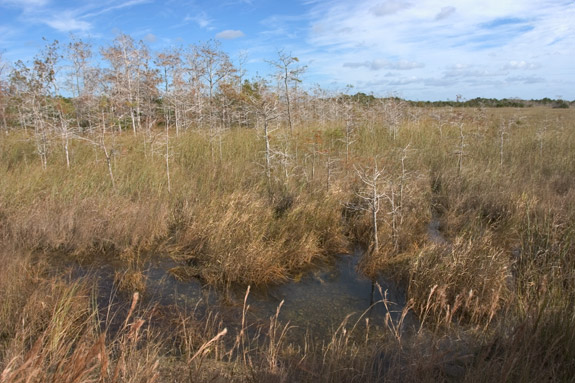 Everglades National Park
 Shark Valley