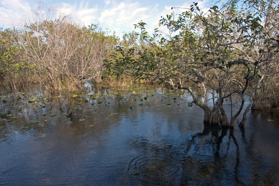 Everglades National Park
 Shark Valley