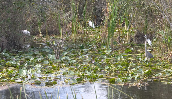 Everglades National Park
 Shark Valley