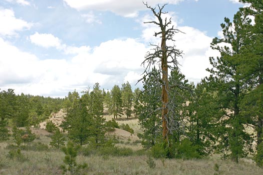 Florissant Fossil Beds National Monument