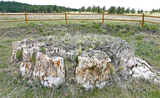 Florissant Fossil Beds National Monument