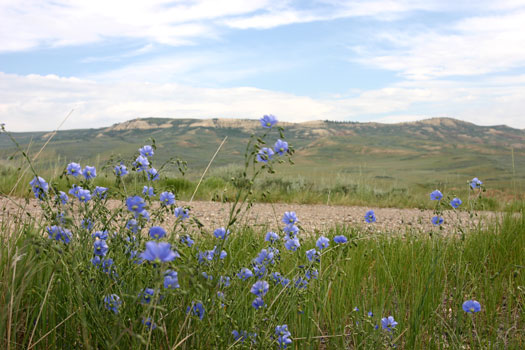 Fossil Butte National Monument